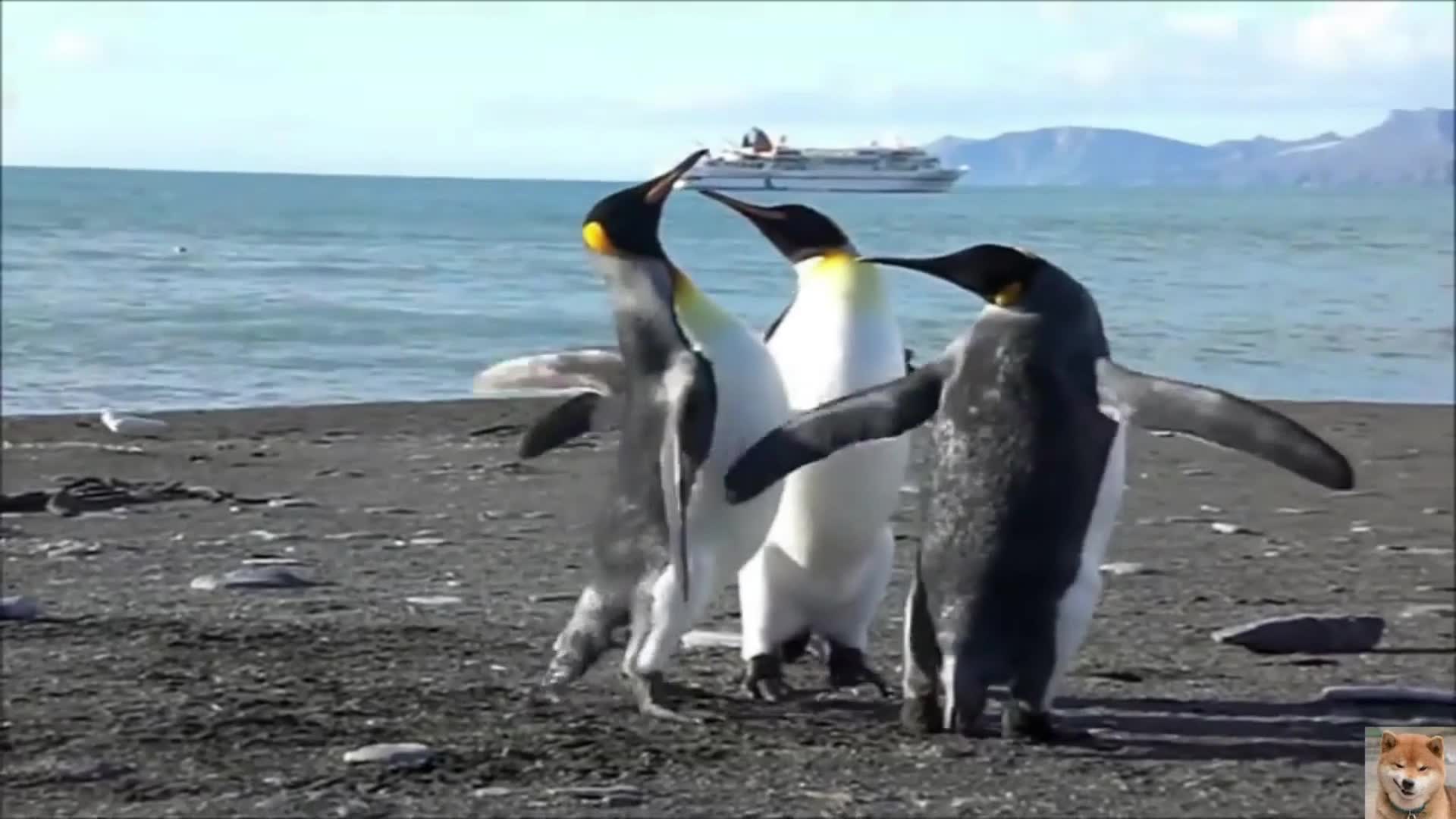 蠢萌的短腿企鹅虽然平常打架雄赳赳气昂昂