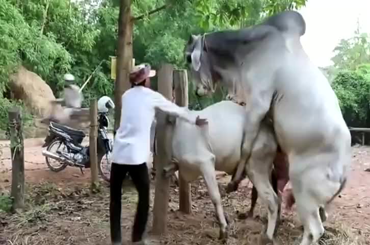 它就是昆虫世界的斗士公牛蚁全副武装并且体型庞大