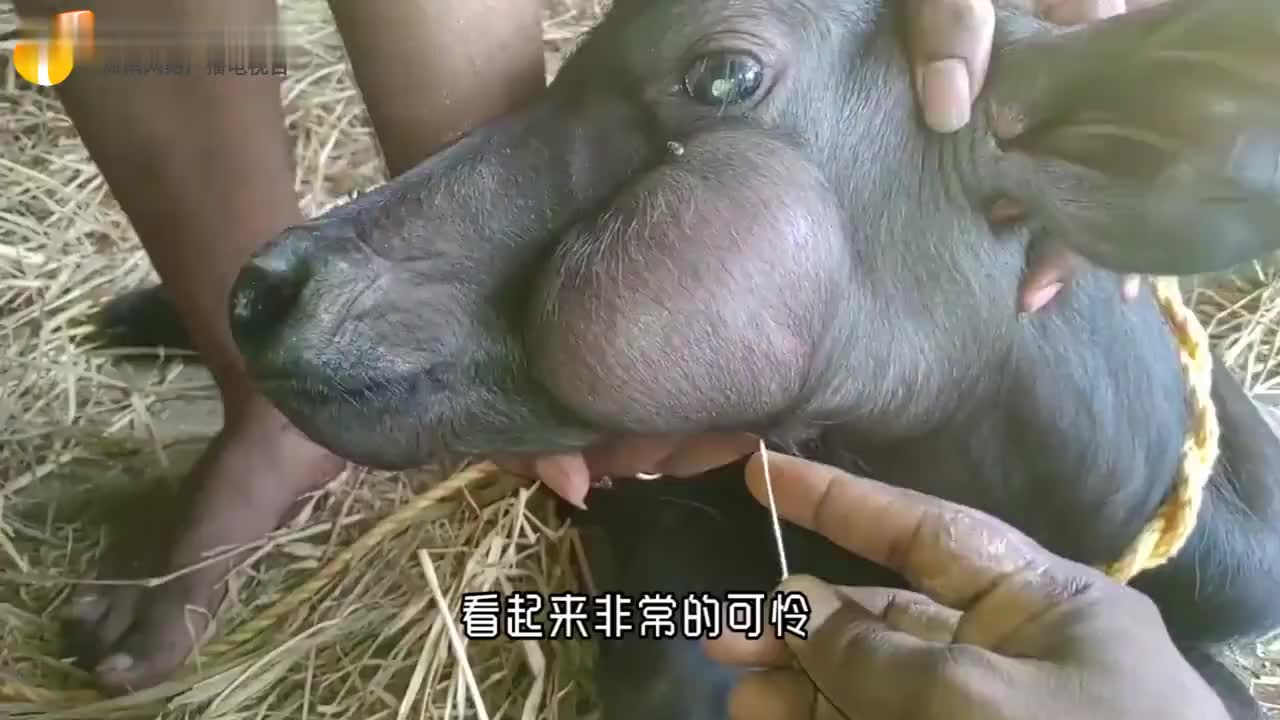 牛儿脸上肿起了"大包",眼睛都快看不清,农场主一针扎下去!