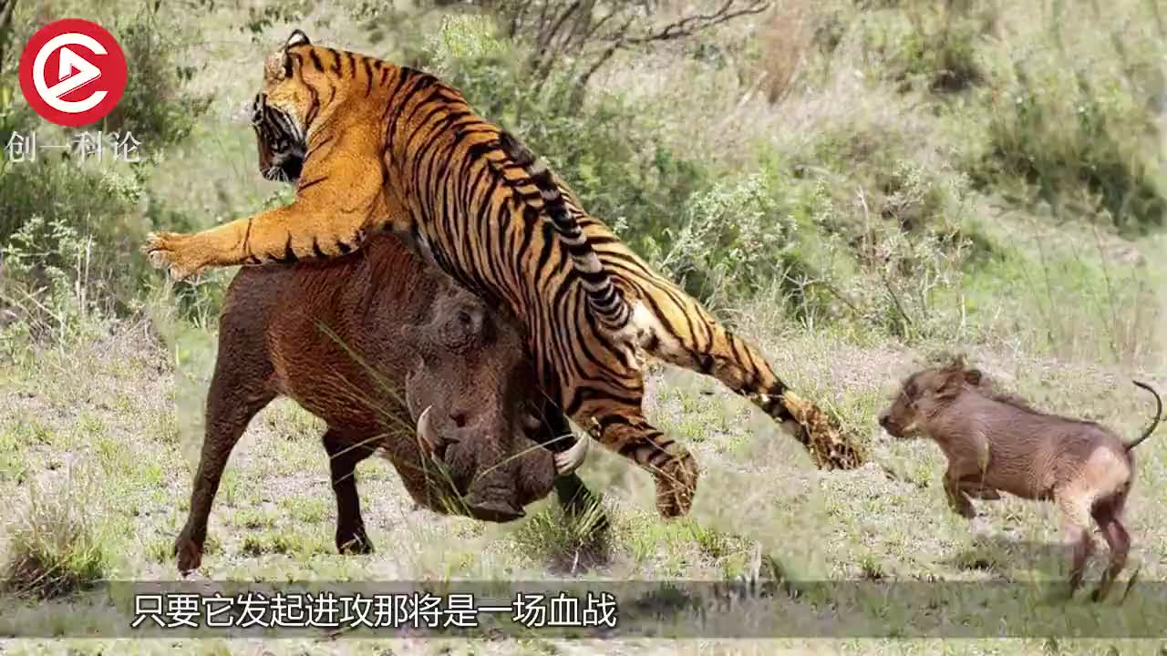 野生东北虎大战西伯利亚狼群,绝对实力碾压,谁说猛虎架不住狼群