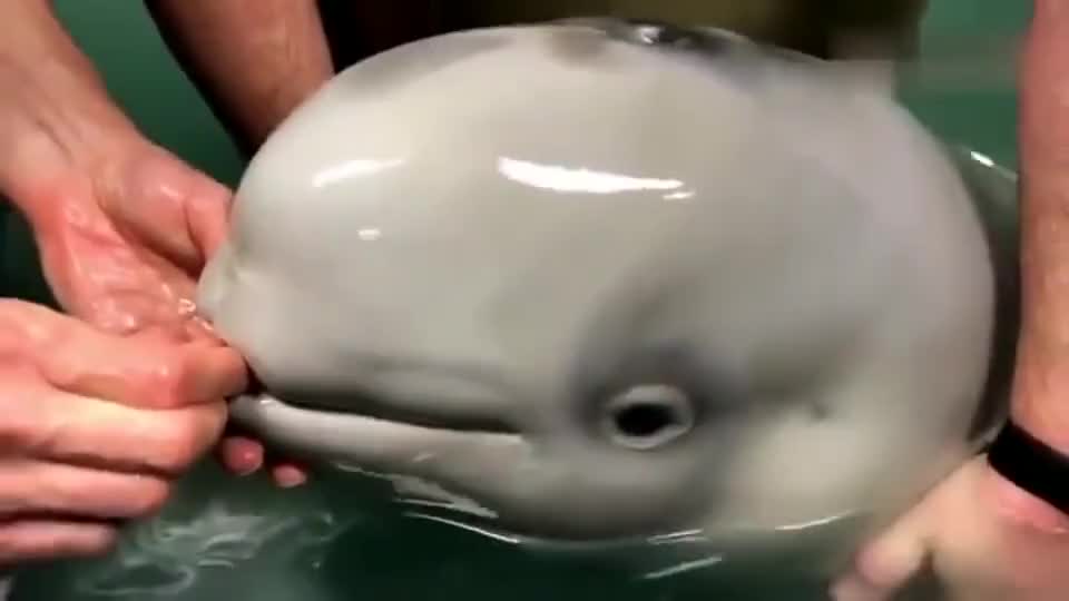 白鲸产子瞬间