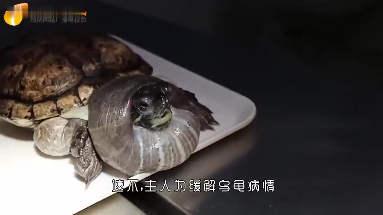 乌龟的天敌终于找到了即使伪装成石头在它面前也没用