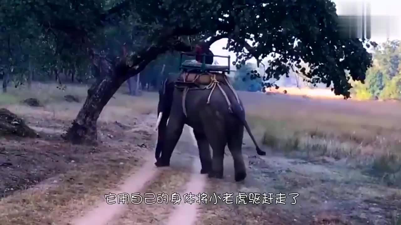 老虎被骑象者激怒,它迅猛地蹿起,扑到大象背上攻击骑象者