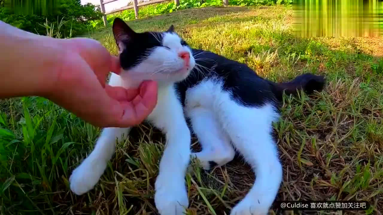 猫咪走路顺拐成网红 网友:想看它跑起来的样子