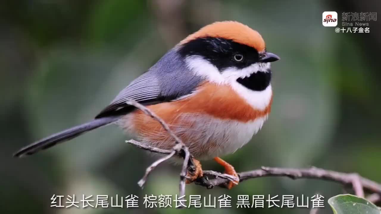 有种小鸟俗名叫"小老虎",它红头红胸黑脸黑背
