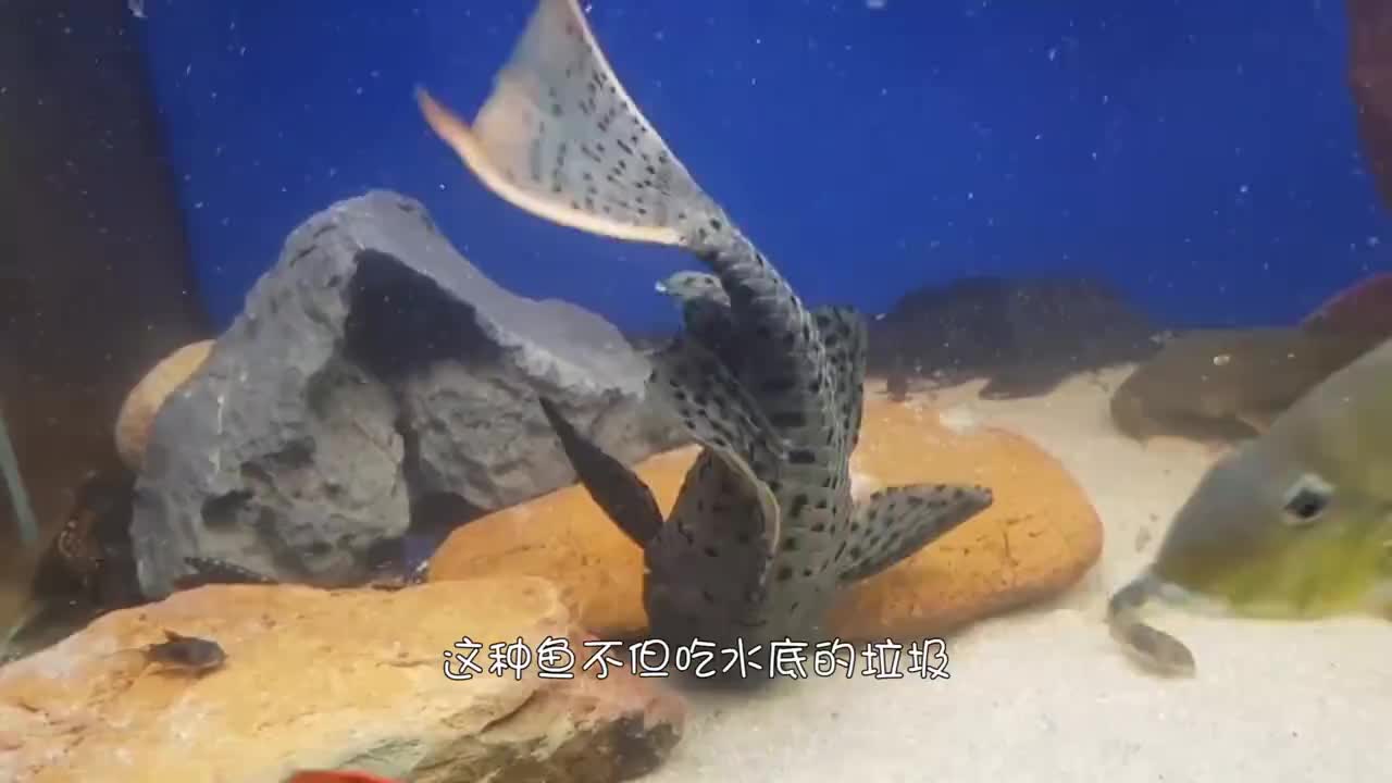 将清道夫放入食人鱼群会怎么样?清道夫:我的鱼生一片黑暗