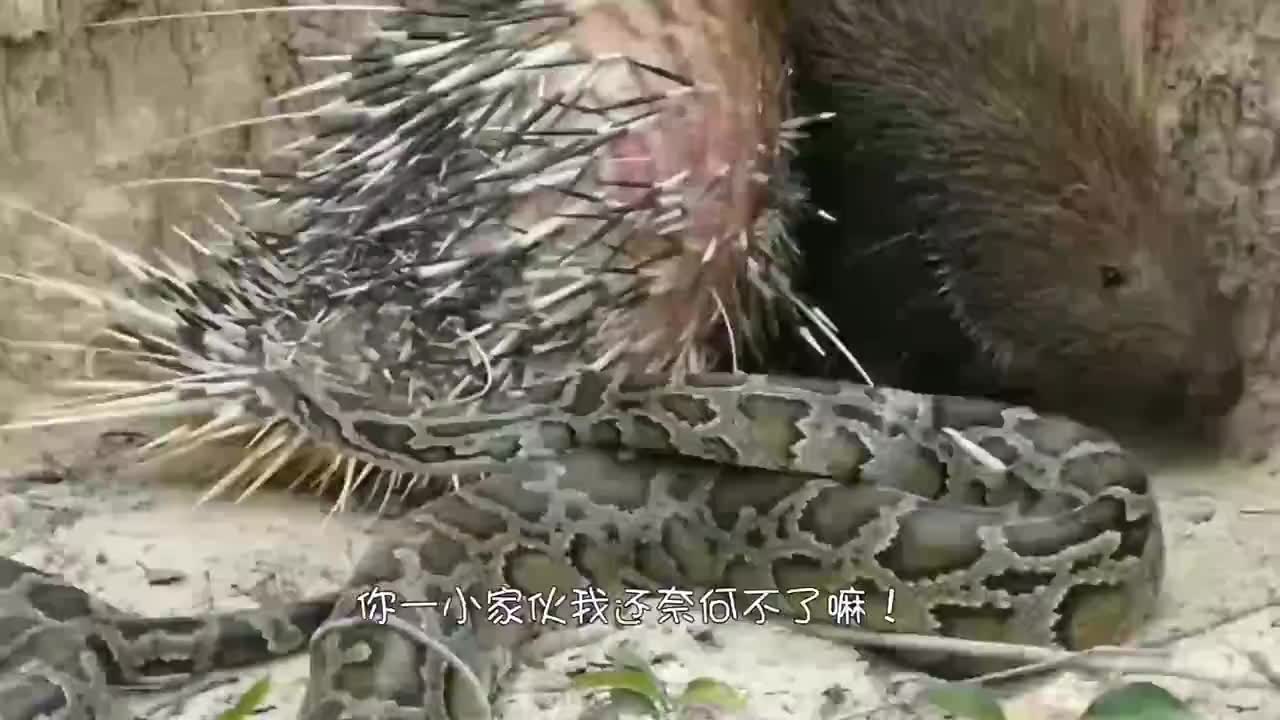蟒蛇捕食豪猪,结果被扎的浑身是伤,豪猪:你也有今天啊!