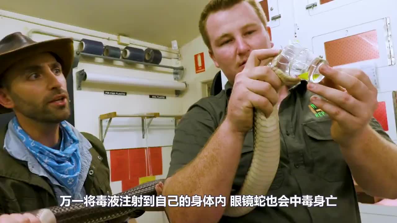 喷毒眼镜蛇的毒液这么厉害,一次喷射就把家牛吓跑了!