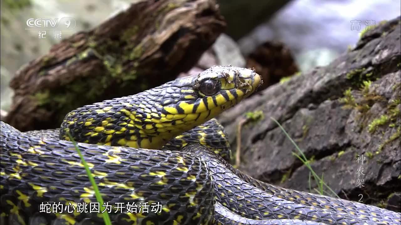 野性加拉帕戈斯 2 之 普拉萨岛上的挑战 wild galapagos part 2