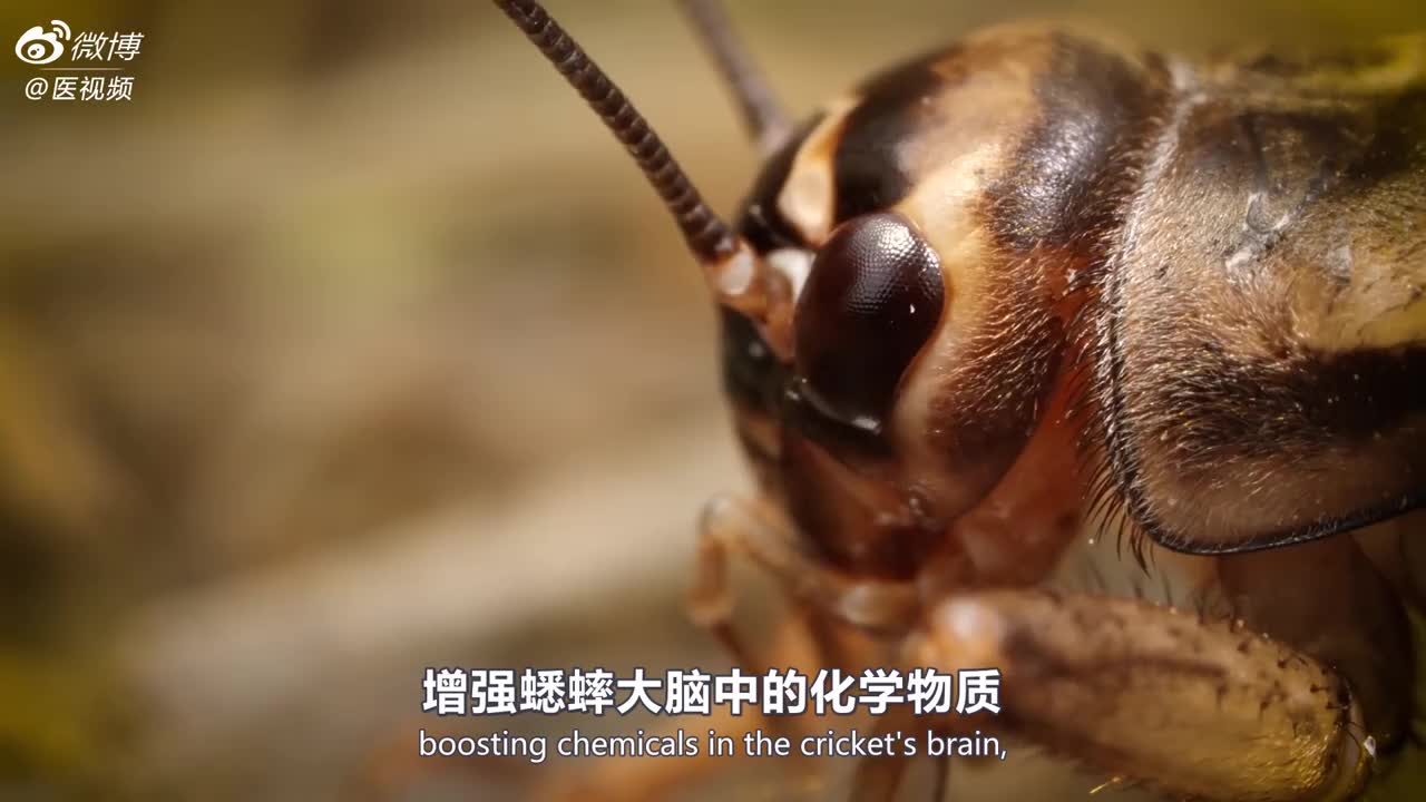 医学双语科普:一只金线虫进入到蟋蟀身体里