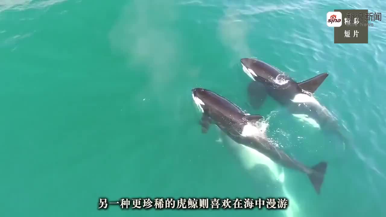 去海边游泳却拍下虎鲸跳舞画面这一场面太罕见简直太美