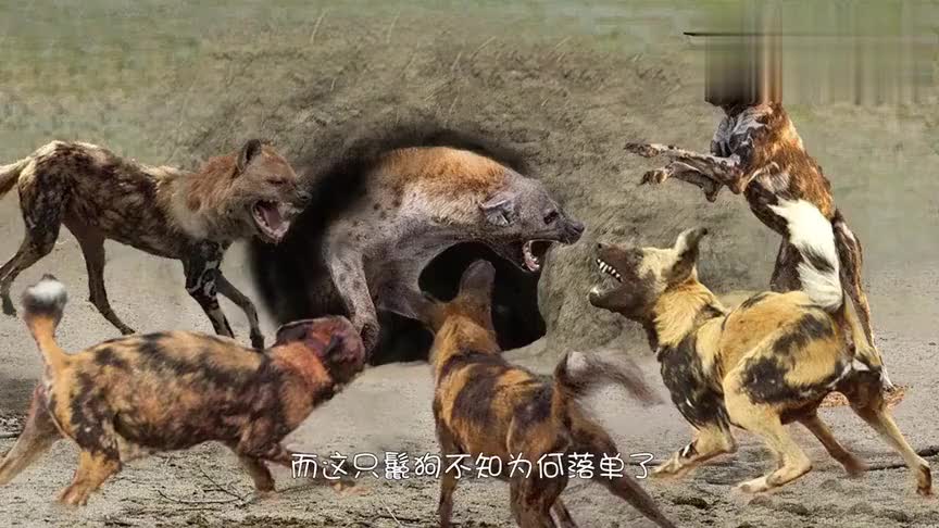 野狗群大战鬣狗,"声东击西"这招太绝了,鬣狗的报应终于来了!