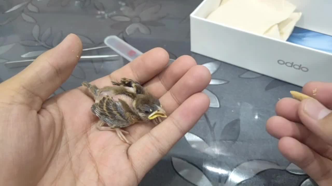 亲自养大的小麻雀终于长大了是时候回归自然了