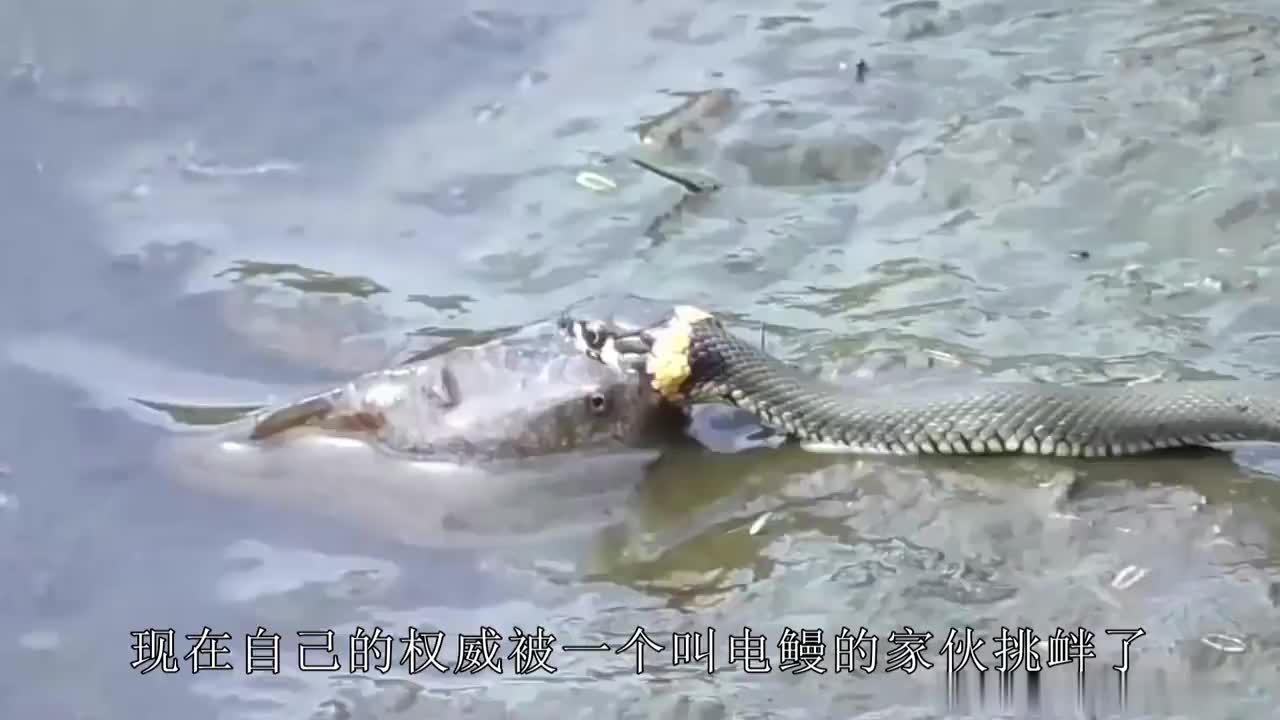 作死男孩徒手抓电鳗,下一秒电鳗开始放电,镜头记录全程