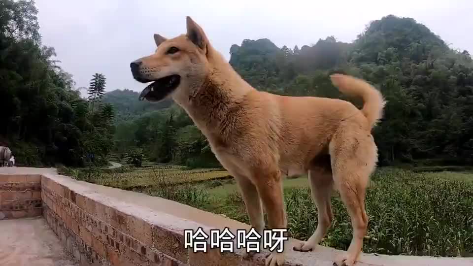 田园犬阿爆几天不见我,刚回到村头它就跑过来,喂罐头一口就吞完