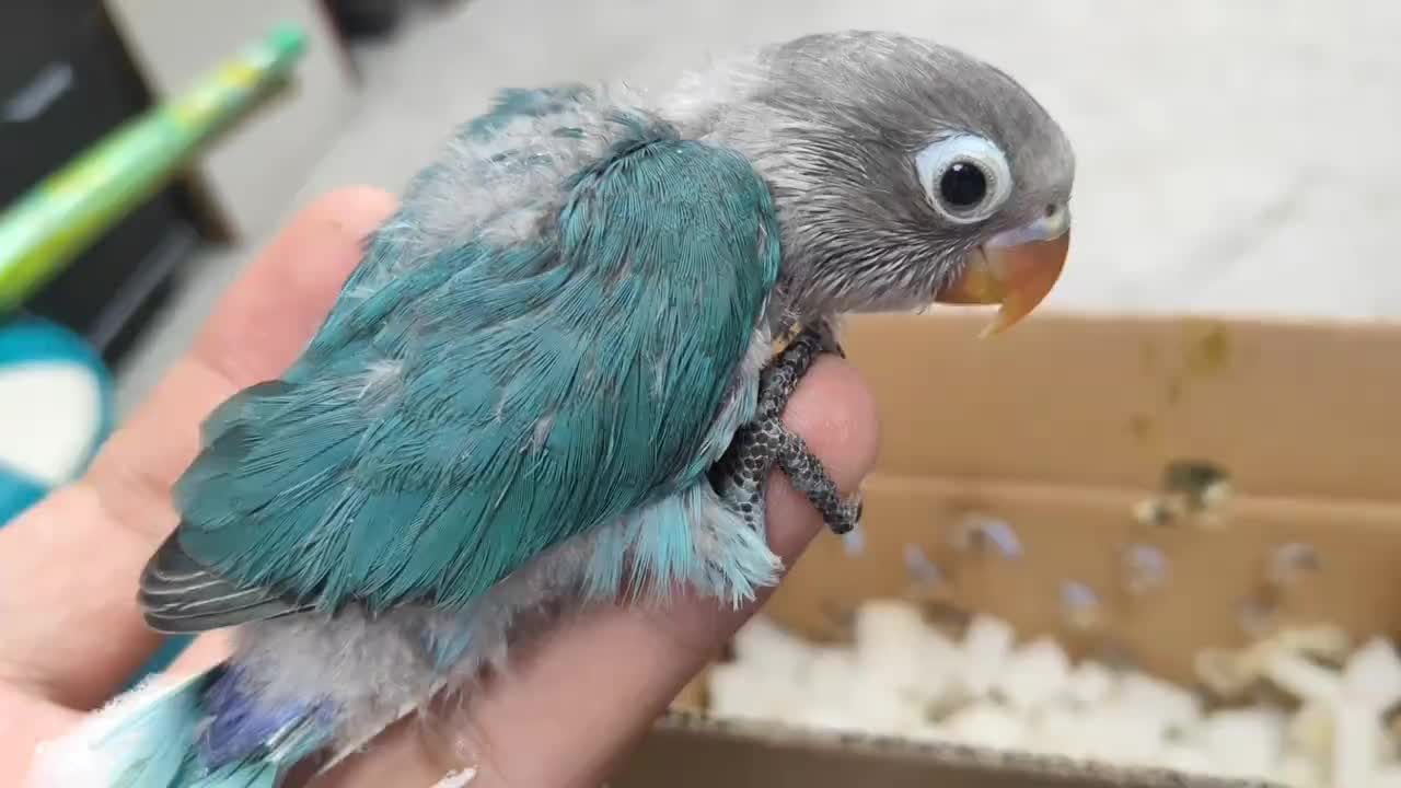 手养的牡丹鹦鹉学习能力就是强新本领教几次就学会了