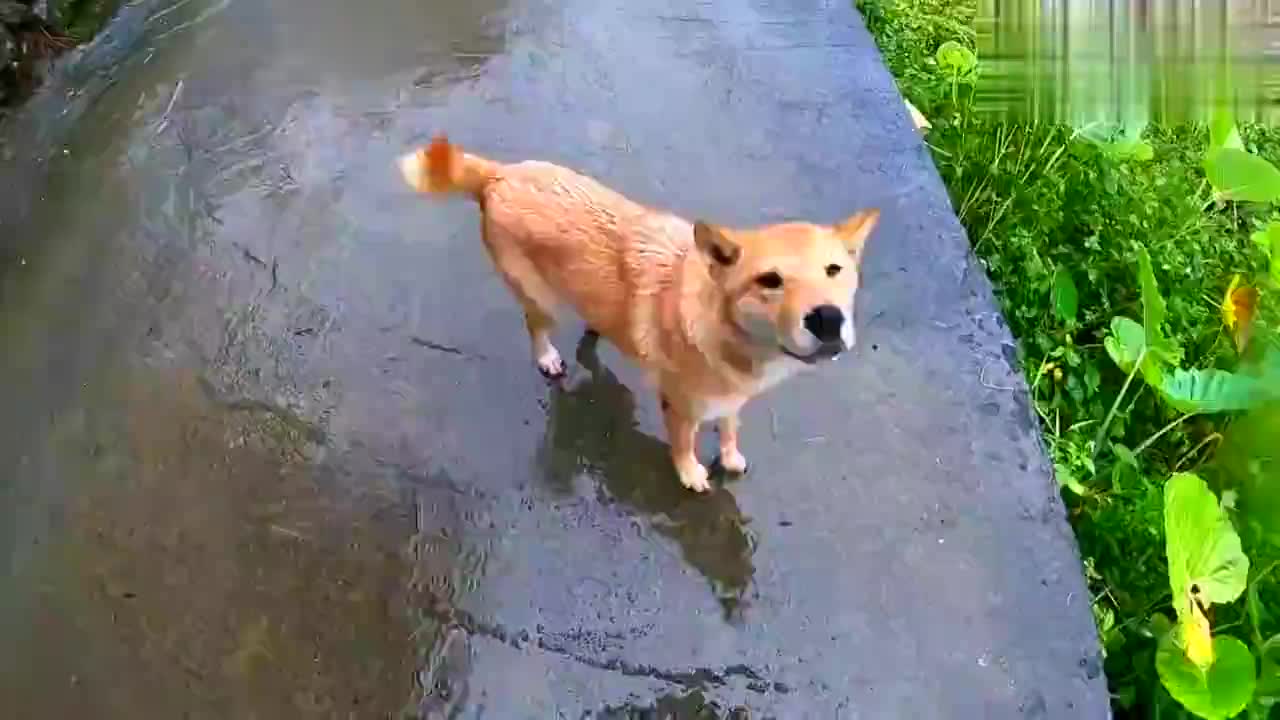 田园犬阿爆几天不见我,刚回到村头它就跑过来,喂罐头一口就吞完