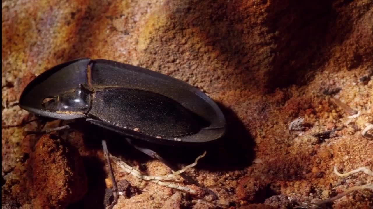 小泽带来好玩的圆盘黏黏球玩具把彩球投掷到圆盘上非常好玩