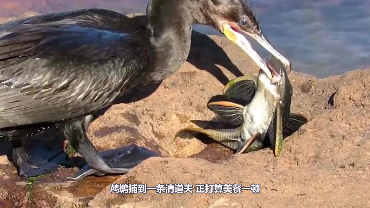 将清道夫放入食人鱼群会怎么样?清道夫:我的鱼生一片黑暗