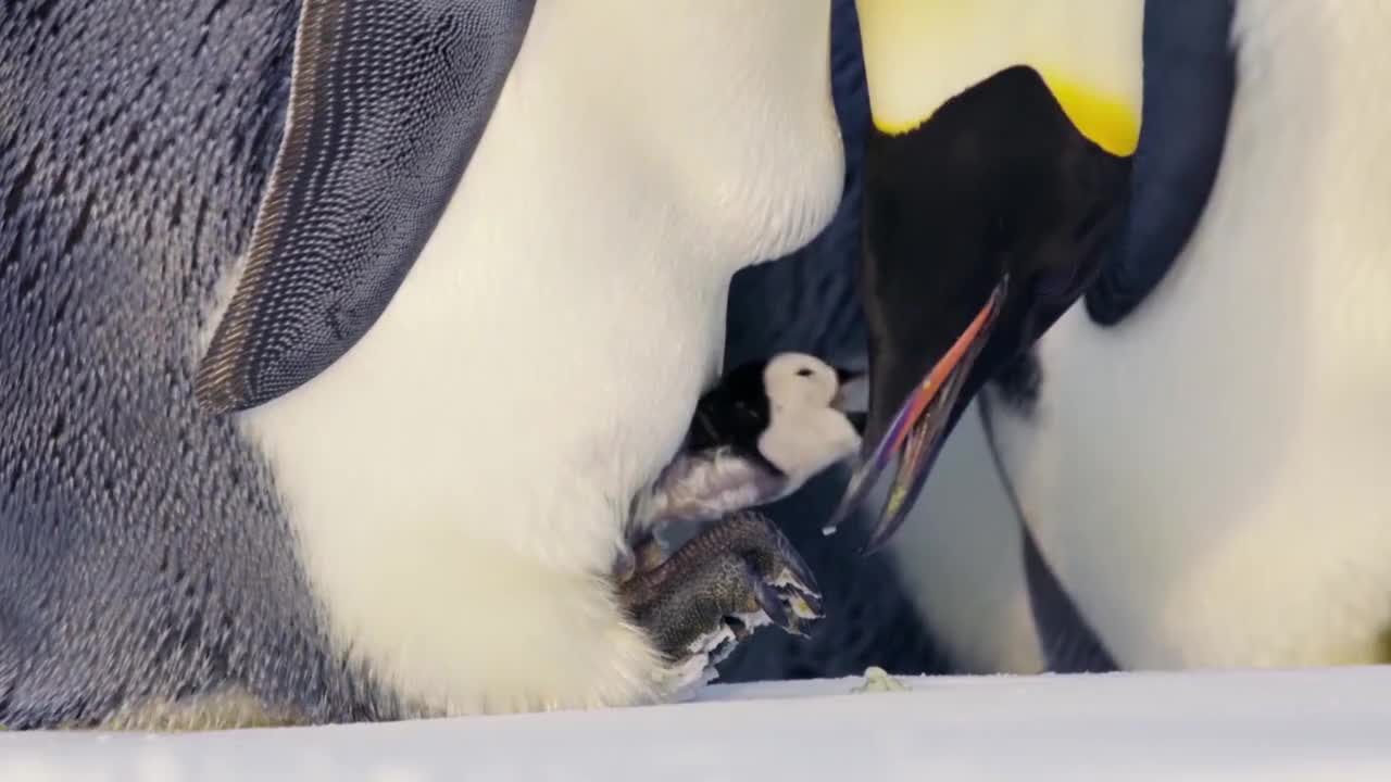 小企鹅被困浮冰,一只海豹向它游来,下一秒令人意外的事发生