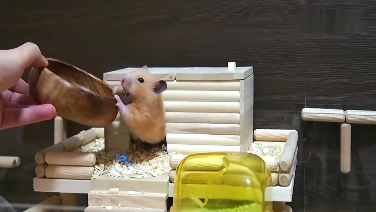 小伙打造"我的世界"版迷宫,仓鼠能否发现"通关宝藏"?