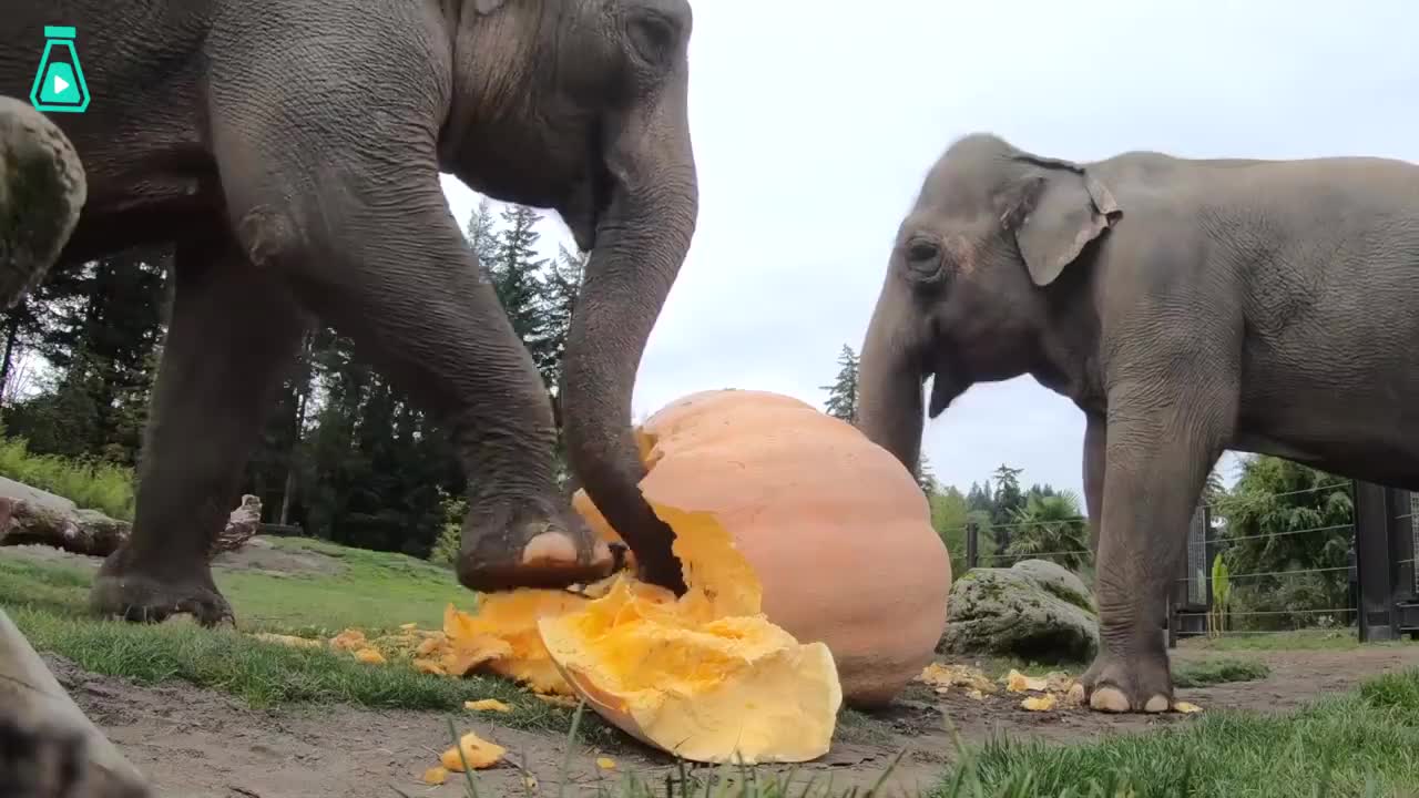 大象的日子过得太舒服了,整箱整箱的进食西瓜,吃的真的太开心了