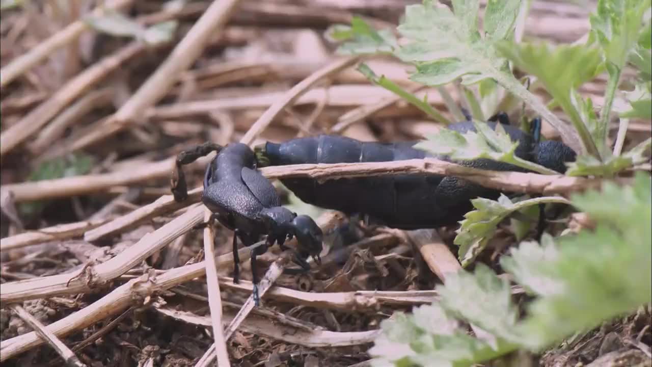 卡卡西决战晓成员,雷切瞬间刺穿角都心脏旗木,五五开不是吹的!