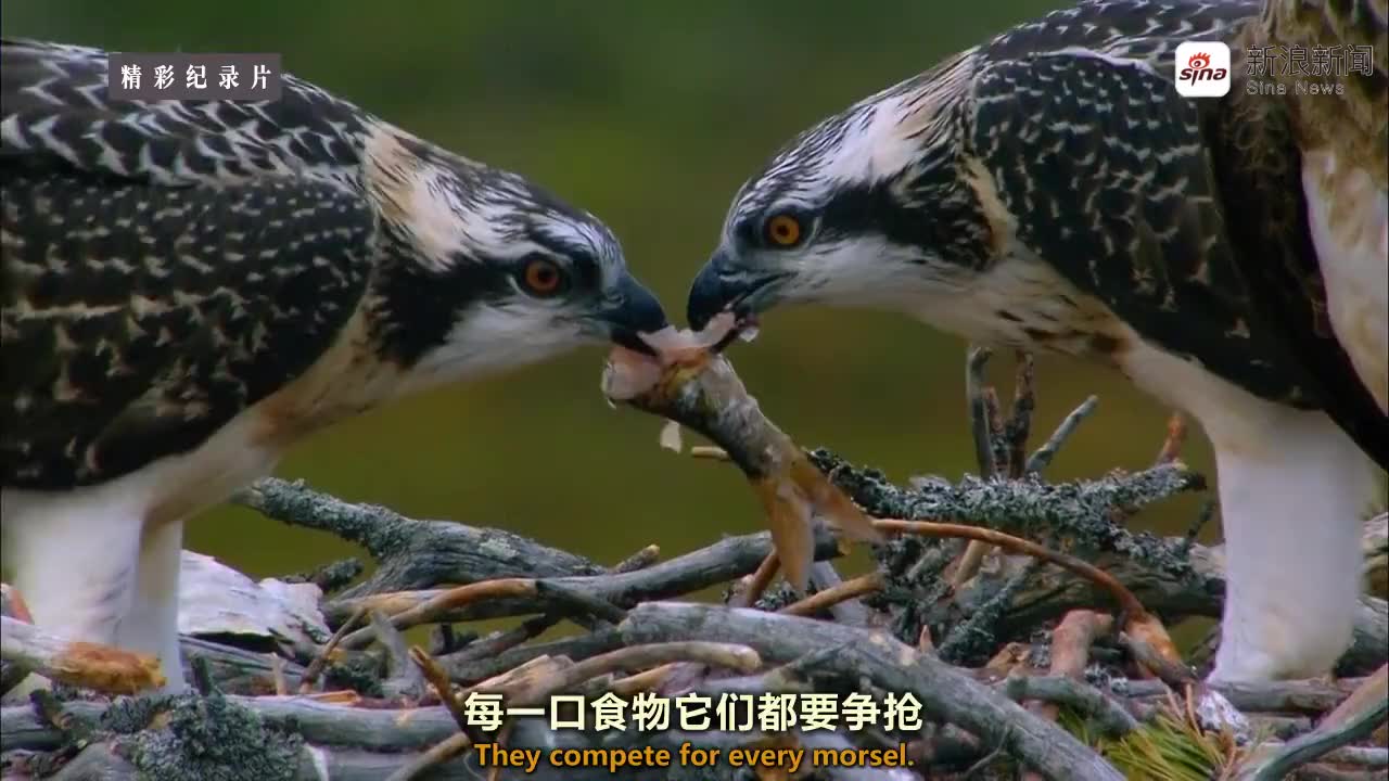 极端动物武器 之 剑齿虎的伏击