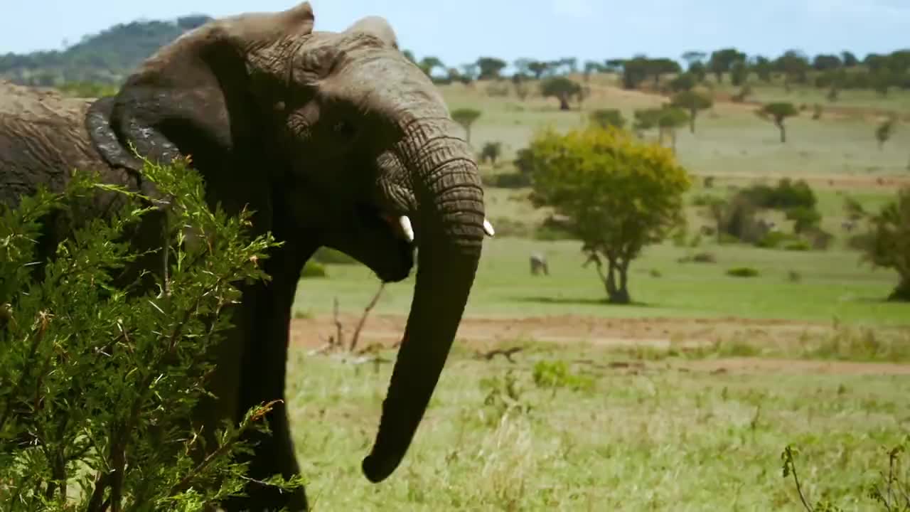 模拟山羊_手机新浪网