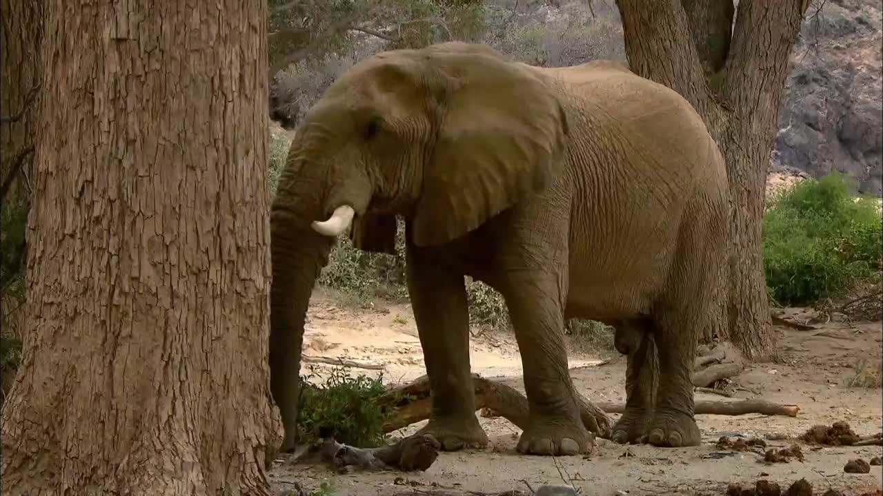 人动物人发现短鼻大象喝水边吸边漏这是怎么回事