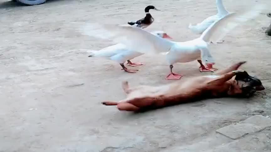 三只大白鹅打架,真热闹