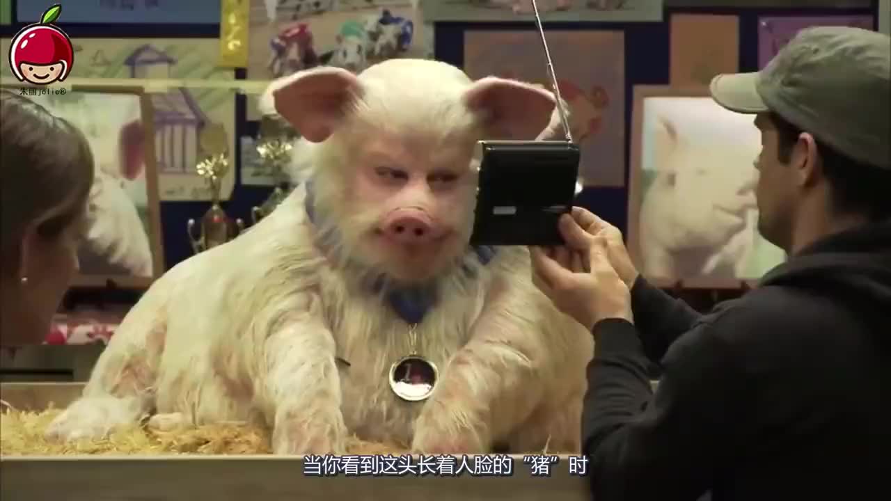 国外出现一头长着人脸的猪,当真相揭开时,网友们坐不住了!_1