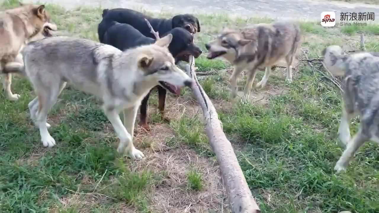 灰狼吃羊吃上瘾,把牧民彻底激怒了,他们决定向灰狼宣战!