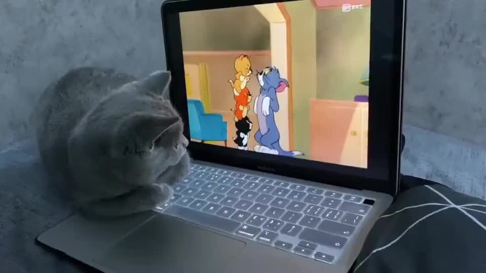 蓝猫啊好痛啊啊好香啊