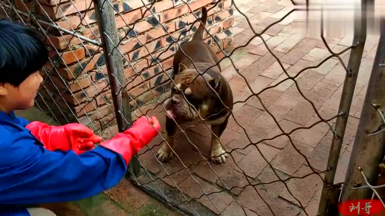东北的山狸子越来越胆大了,晚上鸡架都被它端了,太猖狂了