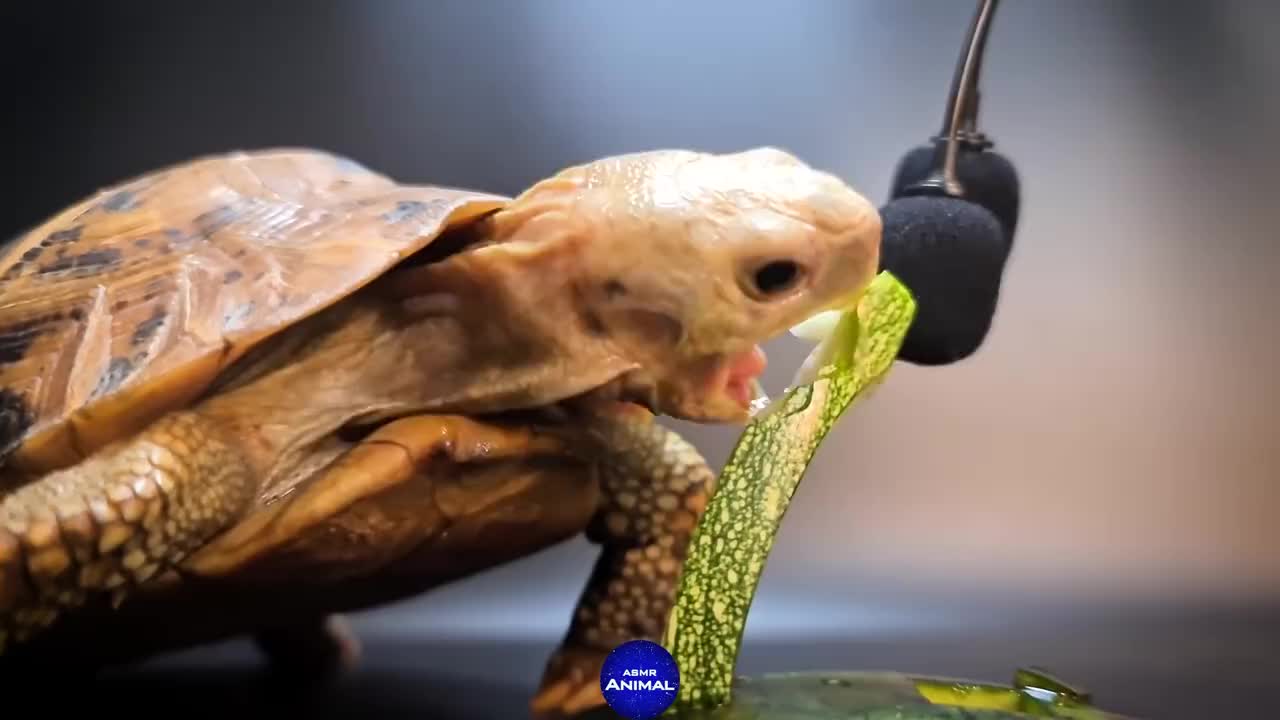 小乌龟直播吃块小西瓜这小嘴巴吃的津津有味越看越过瘾