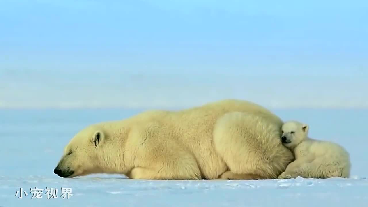 北极熊想偷袭海豹结果是个路痴看的忍不住笑出声