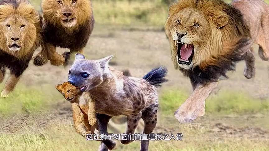 大猫日记:小狮子数自己狮群有多少只狮子,最后竟把自己数困了