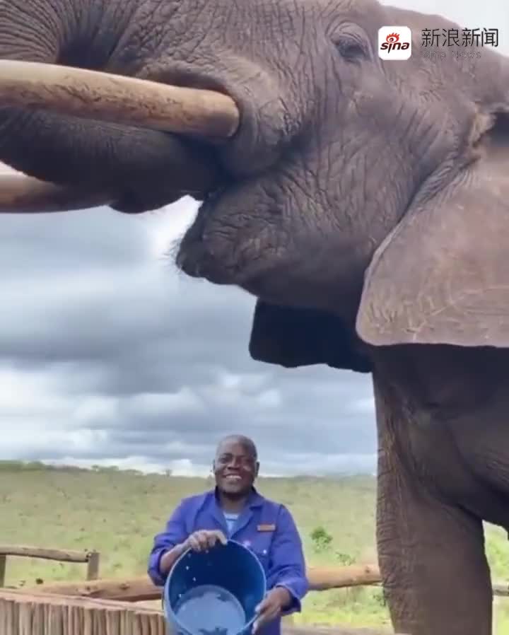 大象的鼻子被铁钉卡住,饿得晕倒在地,接下来的画面让人感动