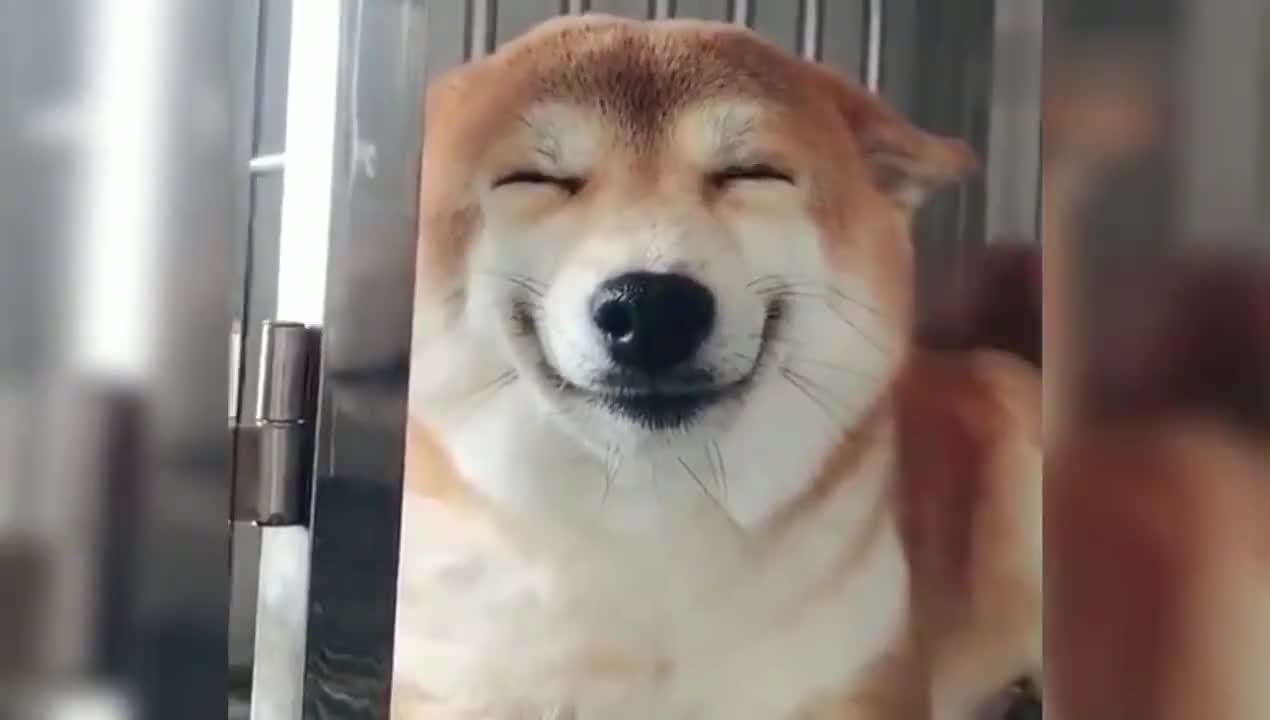 莫名有种绅士气质的微笑柴犬uni,看着心情就超好呀