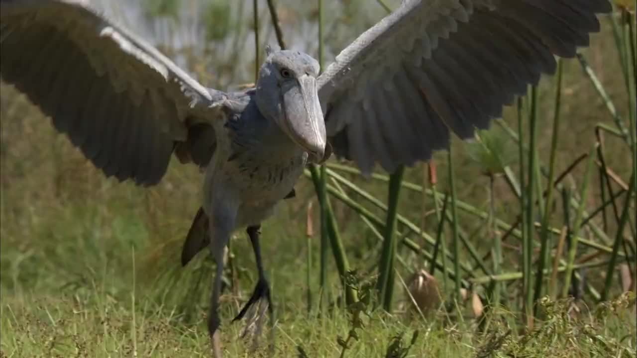 鲸头鹳煽动翅膀练习飞行,听到游客叫声,飞的更起劲了