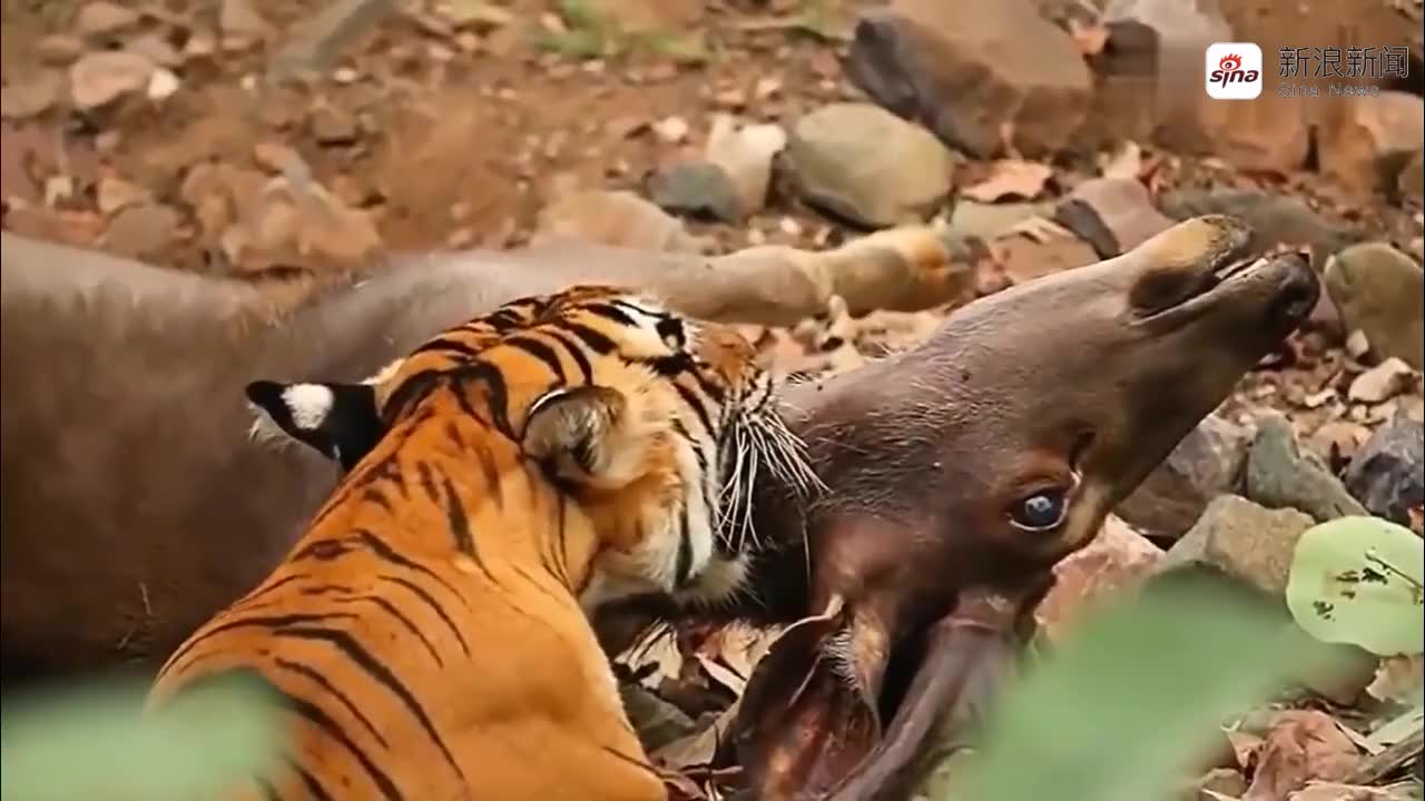 孟加拉虎猎捕水鹿,先咬腿再锁喉