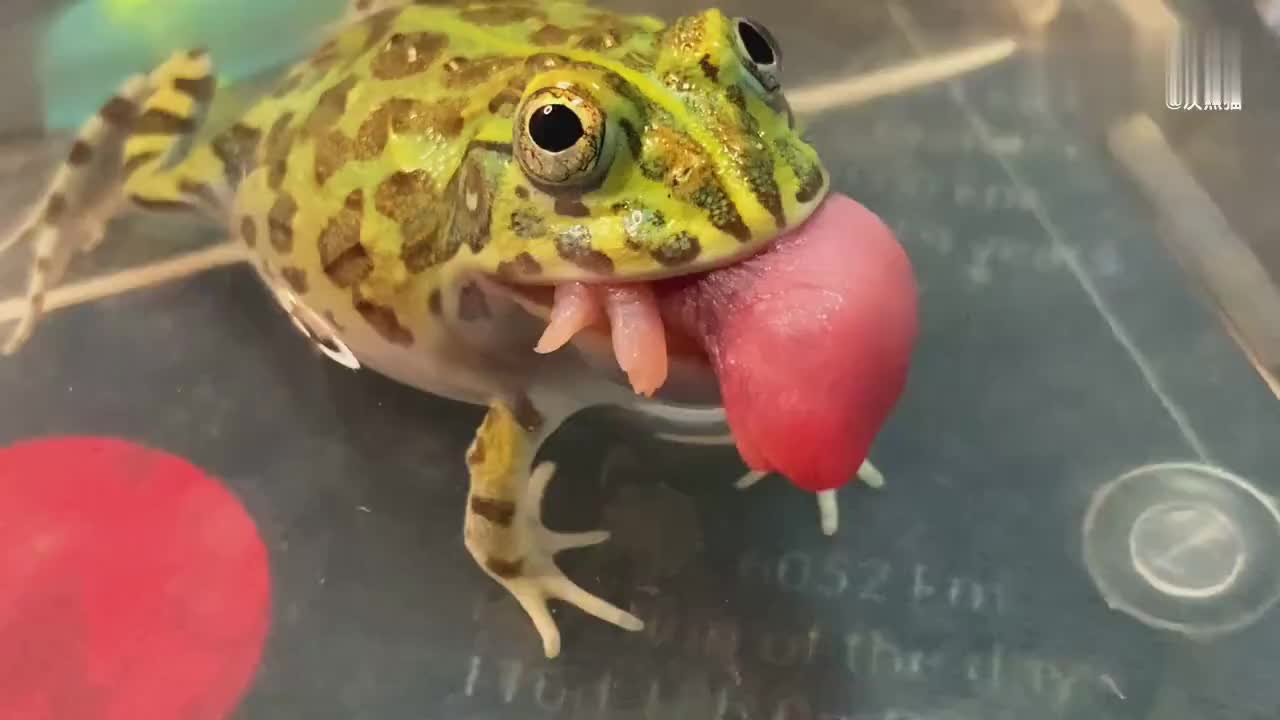 阿牛说一切都会好起来的被角蛙大力丸压出大肚腩