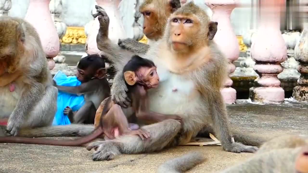 猴生巅峰!小猴骑在老虎背上玩耍