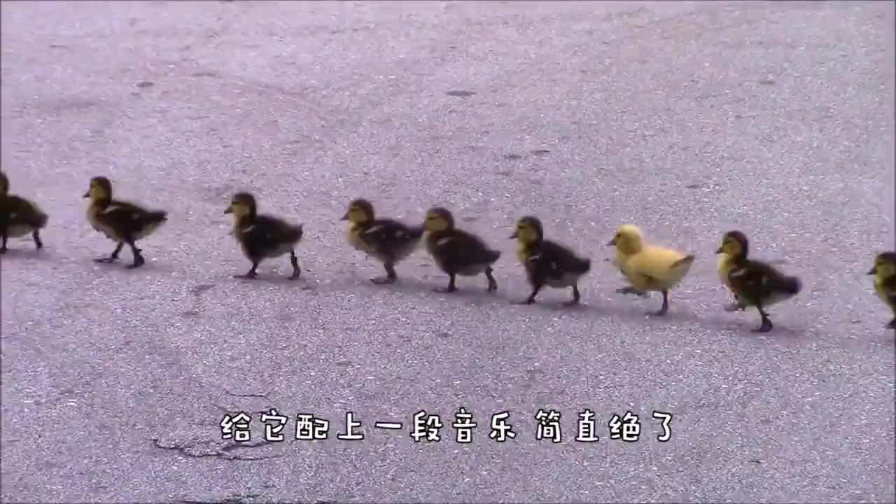 小鸭子排队过马路,这魔性的步伐,配上一段音乐绝了