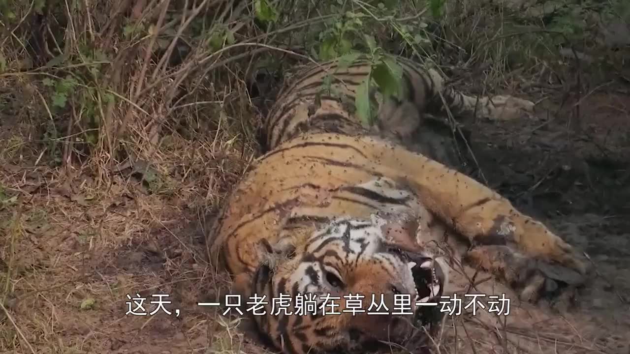 村民几小时内就被狮子吃得一干二净专家怀疑吃人的狮子不止一头