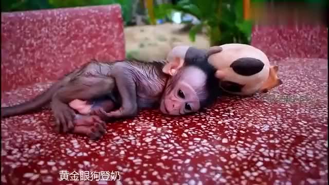 小猴子阿里早期的奶瓶训练视频