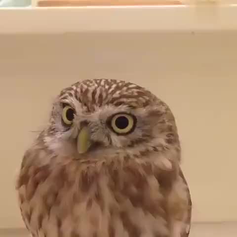 小雕鸮已经饥饿了数日,危急关头雄雕鸮带回了鸽子,化解了危机