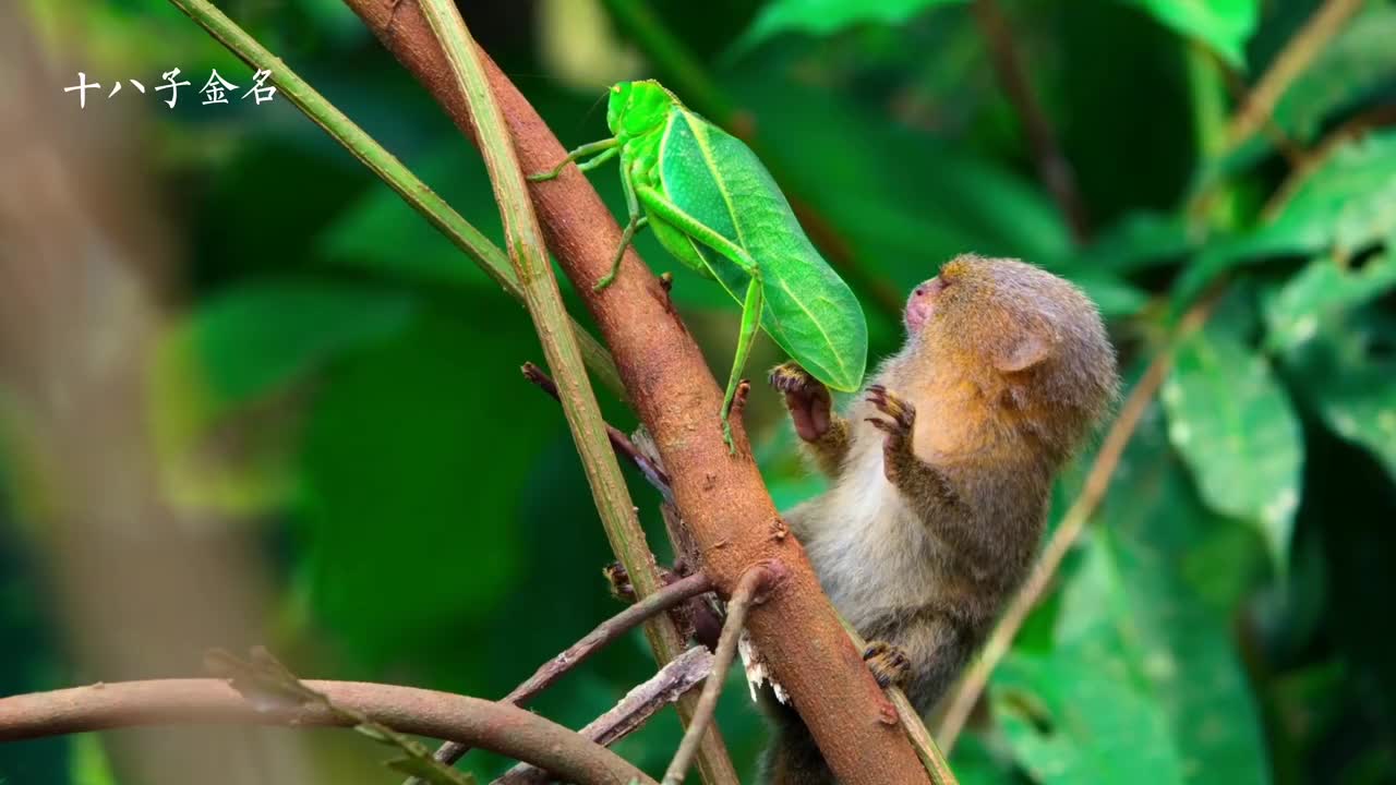 侏儒狨猴是最小的灵长类动物,跟蚂蚱在一起都这么小
