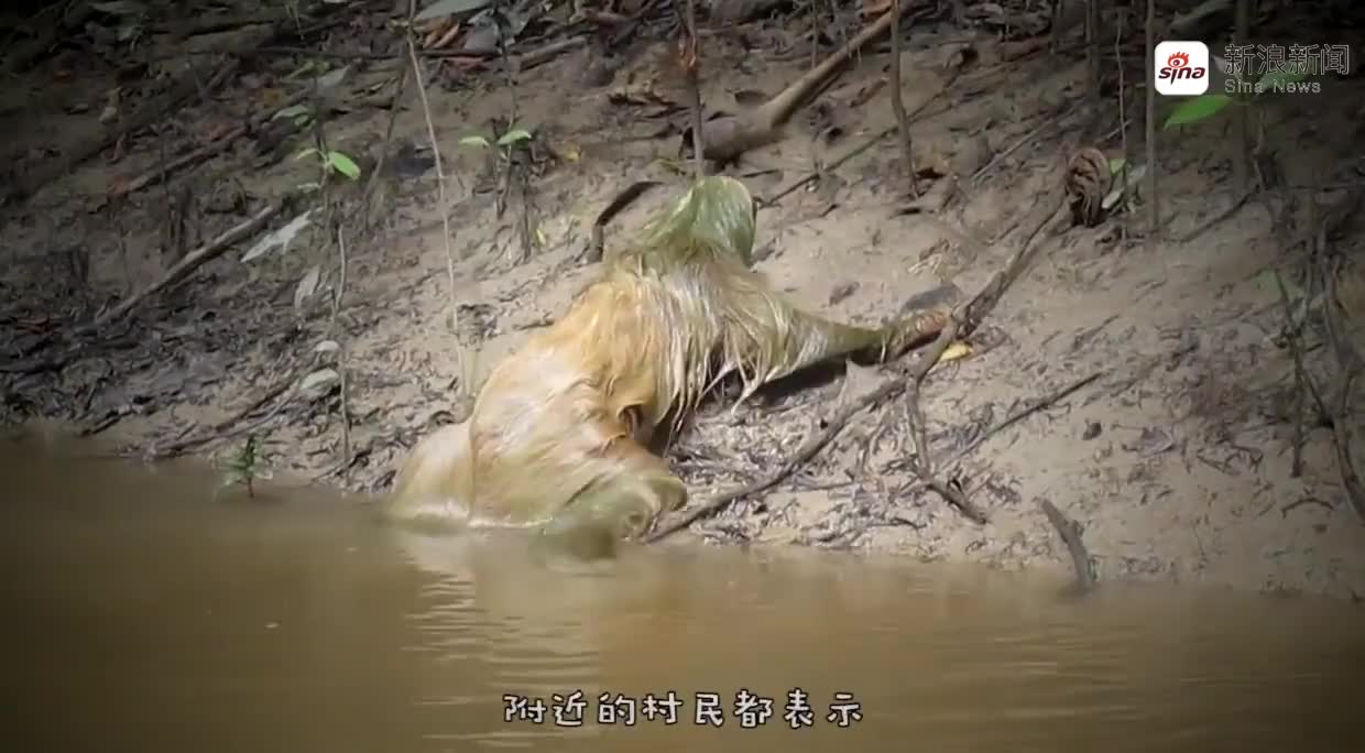 传说中的"水鬼"被人抓住?形态怪异发出低吼,网友:大开眼界